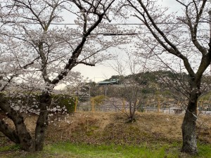 高砂市　さくら